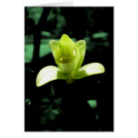 orchids, hawaii, botanical, vanilla