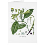 vanilla, orchid, spice, vintage, floral, botany,