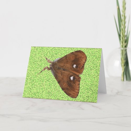 Vapourer Moth Greeting Card card