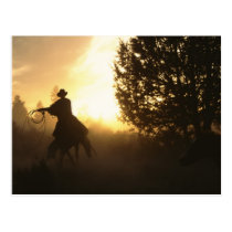 Vaquero con el lazo en puesta del sol tarjetas postales
