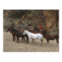 Vaquero con la manada tarjetas postales