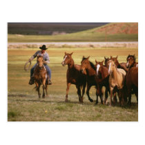 Vaquero que reúne en el rancho tarjetas postales