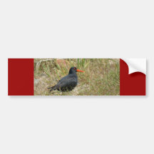 Variable Oystercatcher Bumper Stickers