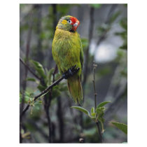 Varied lorikeet, Australia Full Color Flyer