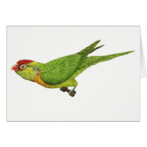 Varied Lorikeet cards
