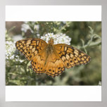 Variegated Fritillary Print
