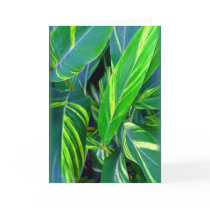 "Variegated Ginger" cards