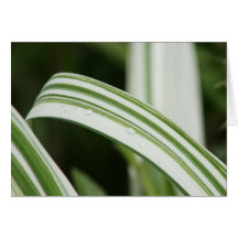 Variegated Kwanzo Daylily Cards
