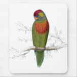 Variegated Parrakeet by Edward Lear Mouse Pad