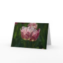 Variegated Pink & White Tulip Greeting Card by SabineSt Variegated Pink & White Tulip Greeting Card