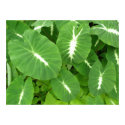Variegated Taro posters