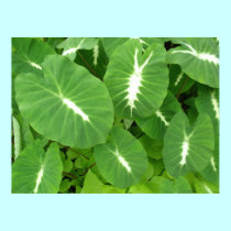 Variegated Taro posters by joeyartist Variegated Taro posters