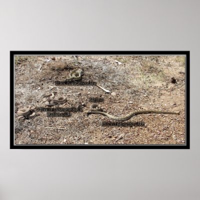 Variety Of Congress, Arizona Rattlesnakes Poster by congress_arizona. black-tail, diamondback, mojave.