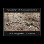 Variety of Rattlesnakes In Congress AZ... postcards