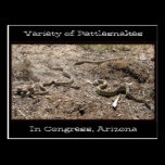 Variety of Rattlesnakes In Congress AZ... postcards