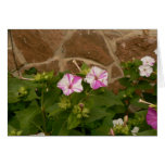 Varigated Four O'Clocks Greeting Cards