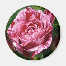 Varigated Pink and Red Rose Magnets