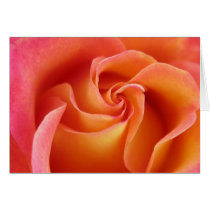 varigated rose cards