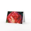 Varigated Rose cards by Snowhawk Varigated Rose cards