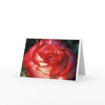 Varigated Rose cards by Snowhawk Varigated Rose cards