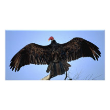 Various Birds Personalized Photo Card