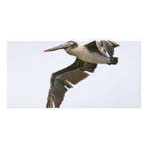 Various Birds Photo Card