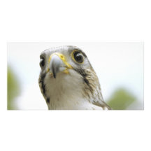 Various Birds Photo Greeting Card