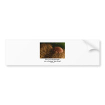 Varroa destructor On A Honey Bee Host Bumper Stickers