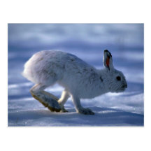 Varying Hare/Snowshoe Rabbit running across open s Post Card