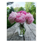Vase of Pink Peonies Postcards