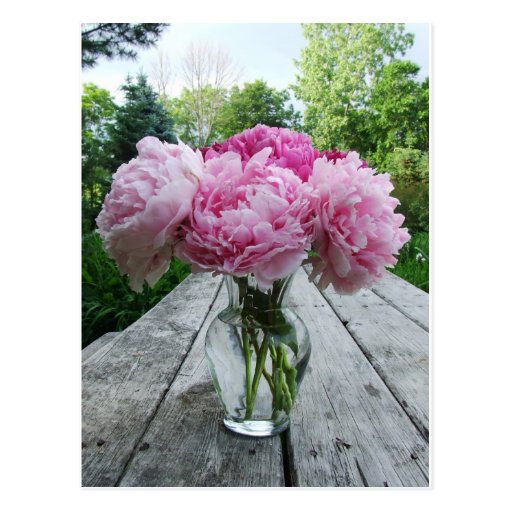 Vase of Pink Peonies Postcards