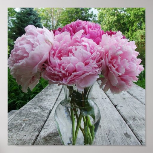 Vase of Pink Peonies Poster Print