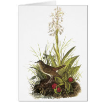 Veery, John Audubon Card