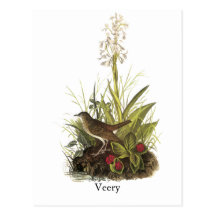 Veery, John Audubon Post Card