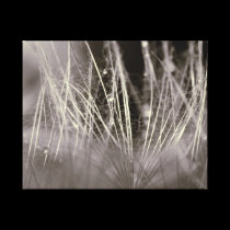 Vegetable drops of rain canvas prints