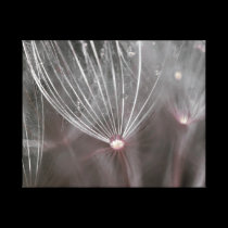 Vegetable drops of rain canvas prints