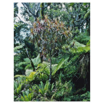 Vegetation, Moehau Mountain, Coromandel Peninsula Flyer Design