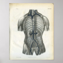 Veins of Abdomen Anatomy Print