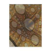 Vellum postcards