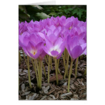 VELVET AND VIOLET cards