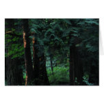 Velvet Forest Card