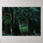 Velvet Forest Poster
