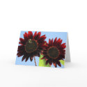 Velvet Queen Sunflowers cards