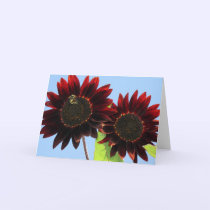 Velvet Queen Sunflowers cards