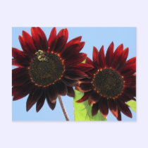 Velvet Queen Sunflowers postcards