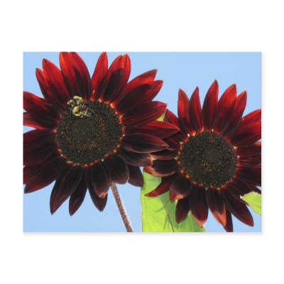 Velvet Queen Sunflowers Postcard by charlesblack7