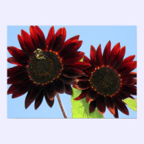 Velvet Queen Sunflowers posters