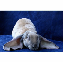 Velveteen Lop photo sculptures