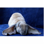 Velveteen Lop, the Story Book Bunny Velveteen Lop, the Story Book Bunny