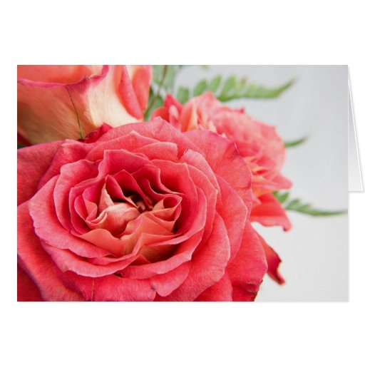 Velvety Pink Roses Card